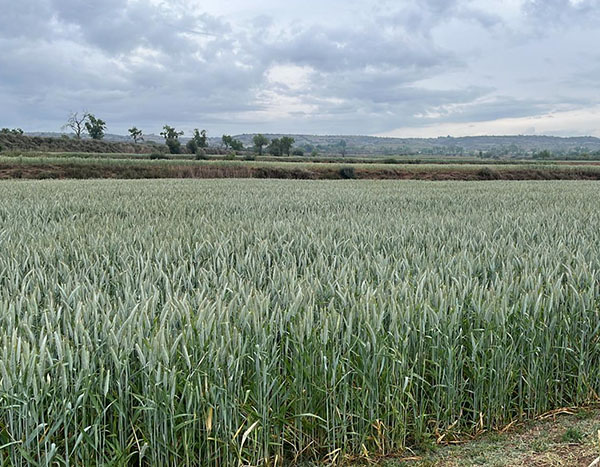 Triticale Rumboso R2 - Castellserà